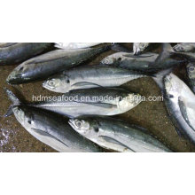 Whole Round Frozen Seafood Hardtail Scad Fish